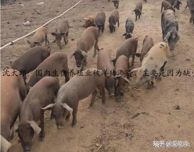沈太郎：国内生猪养殖业被洋猪渗透，主要是因为缺少标准化